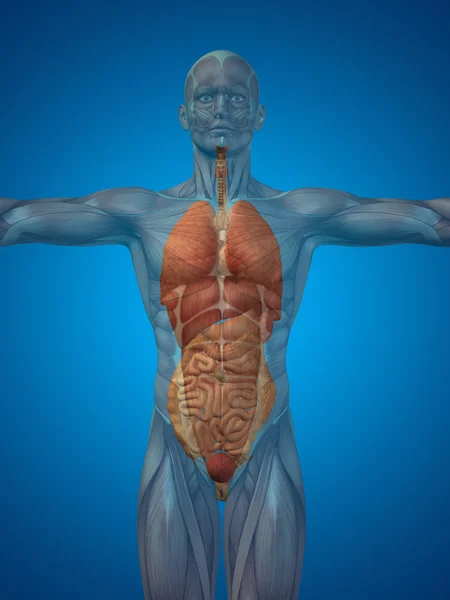 Human man structure — Stock Photo, Image