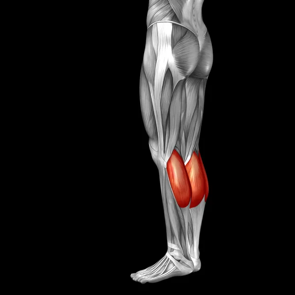 Gastrocnemius mänskliga underbenen — Stockfoto