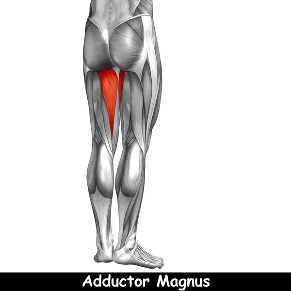 анатомия верхних ног
