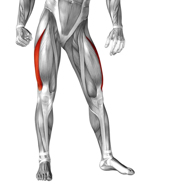 Bacaklar anatomi ve kaslar — Stok fotoğraf