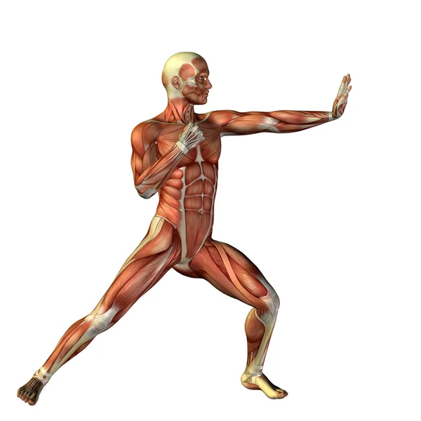 Człowiek z mięśni do anatomii wzory. — Zdjęcie stockowe