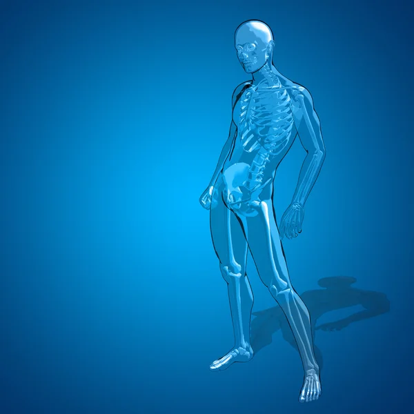 Esqueleto masculino humano — Fotografia de Stock