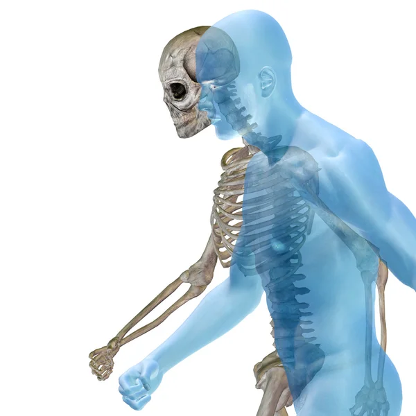 Human anatomy with bones — Stock Photo, Image