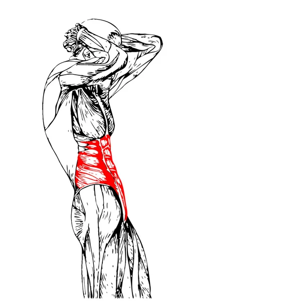 Lidské anatomie hrudníku — Stock fotografie