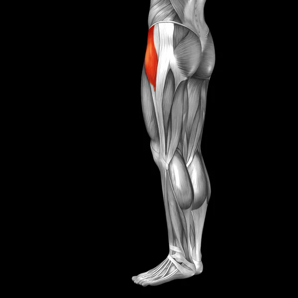 Anatomía y músculos de las piernas superiores humanas — Foto de Stock