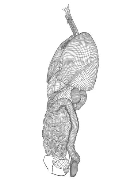 Sistema digestivo wireframe — Fotografia de Stock