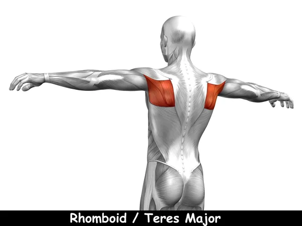 Espalda anatomía humana — Foto de Stock