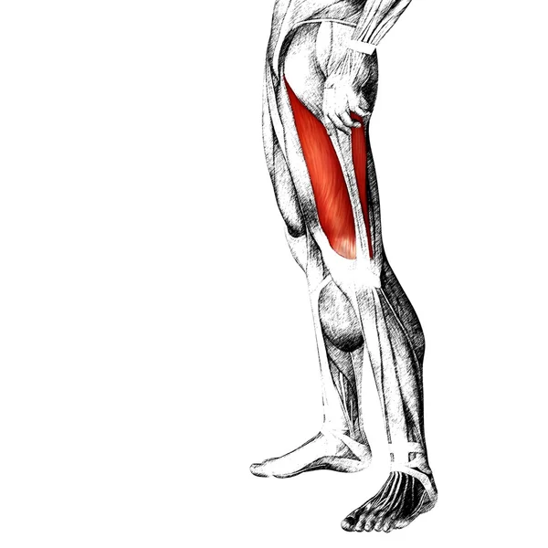 内転筋の人間上部脚 — ストック写真
