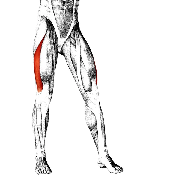 Adductor longus mänskliga övre ben — Stockfoto