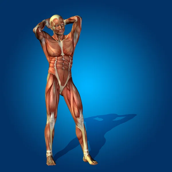 Stong menselijk lichaam met spieren — Stockfoto