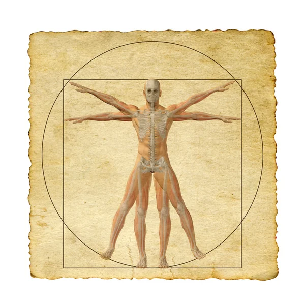 Vitruvius insan vücudu 