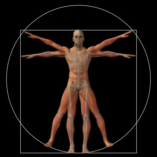 Vitruvian human body — Stock Photo, Image