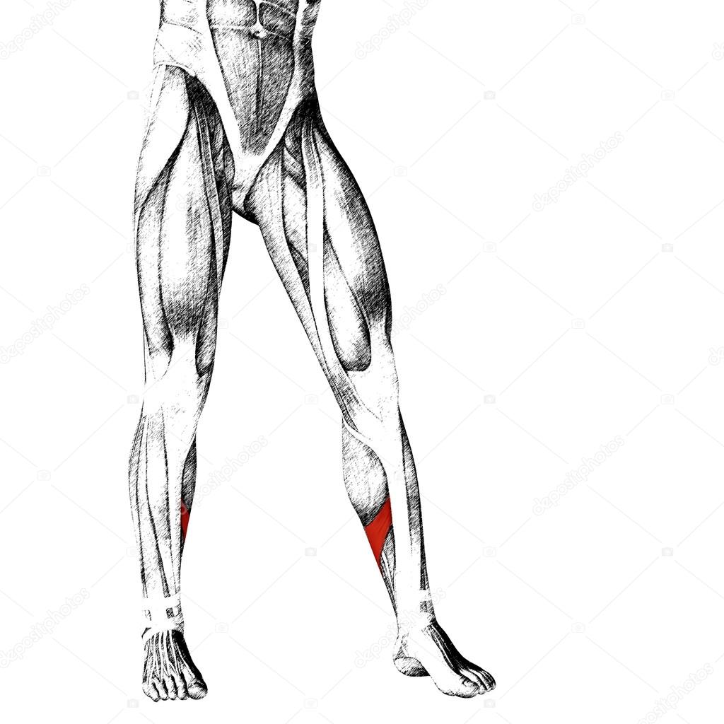  human lower legs anatomy 