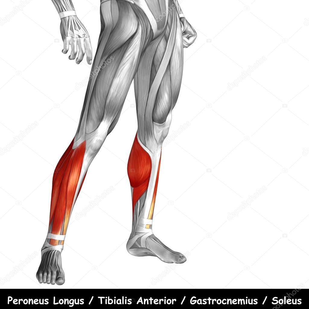 human lower legs anatomy 