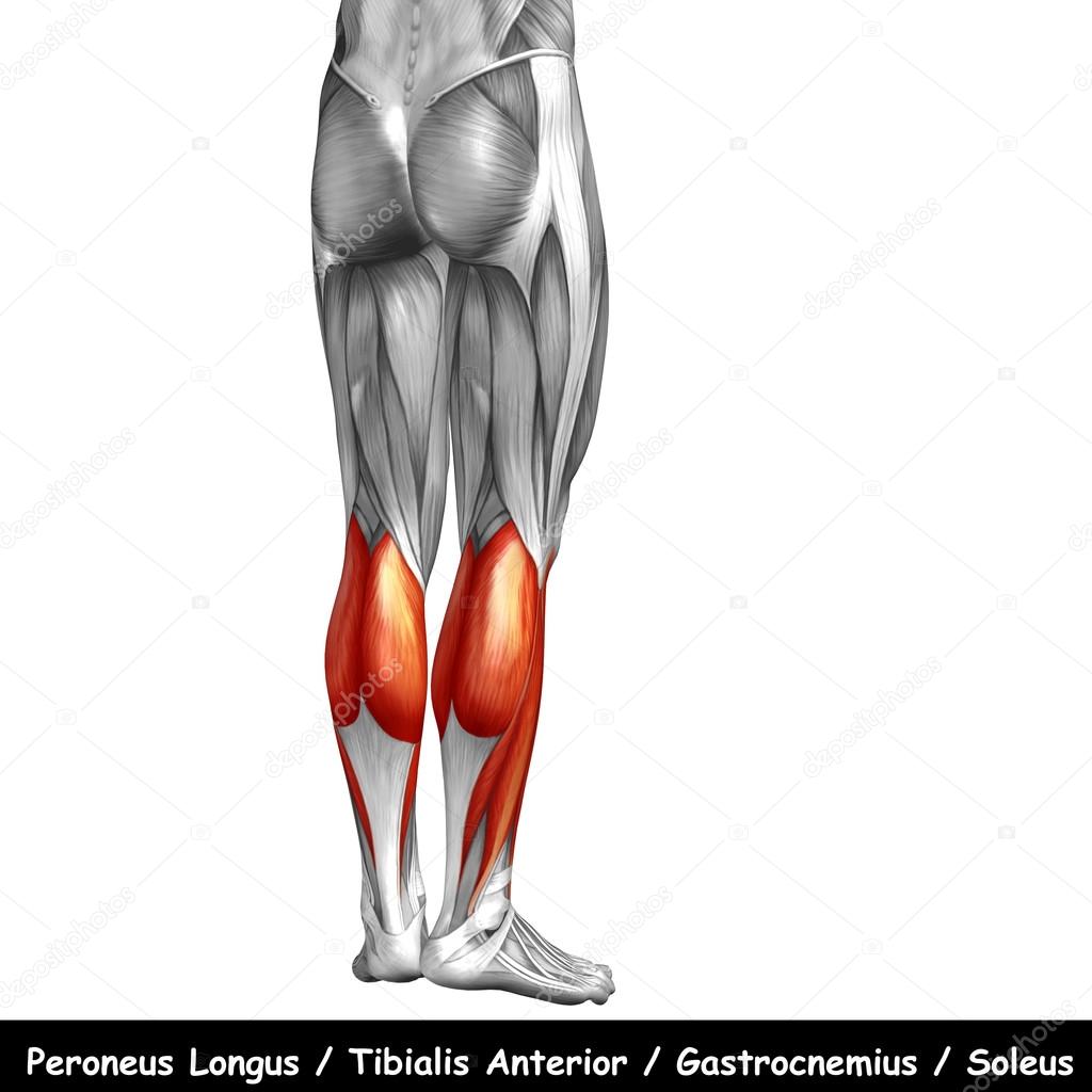 human lower legs anatomy 