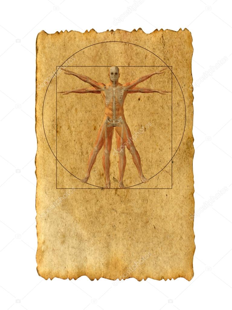 vitruvian human body 