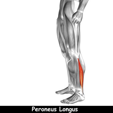 insan alt bacaklar anatomisi 