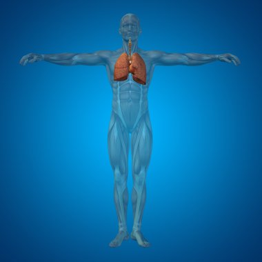 insan solunum sistemi