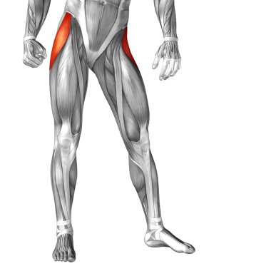 legs anatomy  and muscles clipart