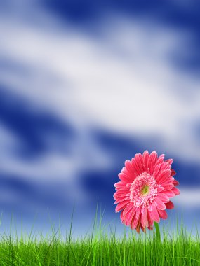  çim alan ve bir çiçek 