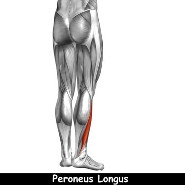 insan alt bacaklar anatomisi 
