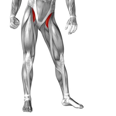 legs anatomy  and muscles clipart
