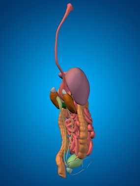 kavramsal sindirim sistemi 