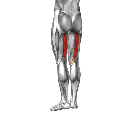 legs anatomy  and muscles clipart