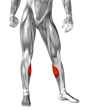  insan ayakları anatomisi 