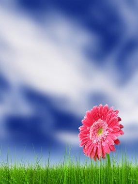  çim alan ve bir çiçek 