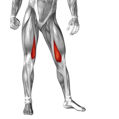 bacaklar anatomi ve kaslar