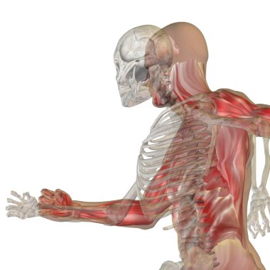 Kemikleri insan anatomisi  