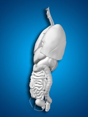  İç göğüs organları