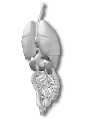  İç göğüs organları