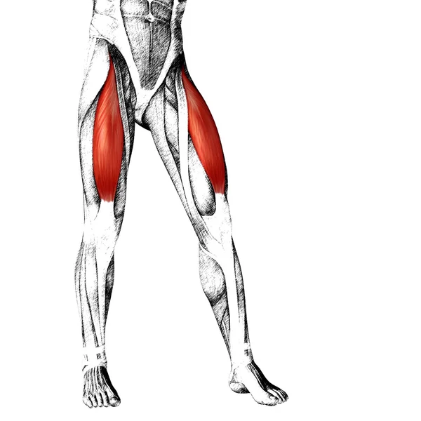 Adductor longus menselijke bovenbenen — Stockfoto