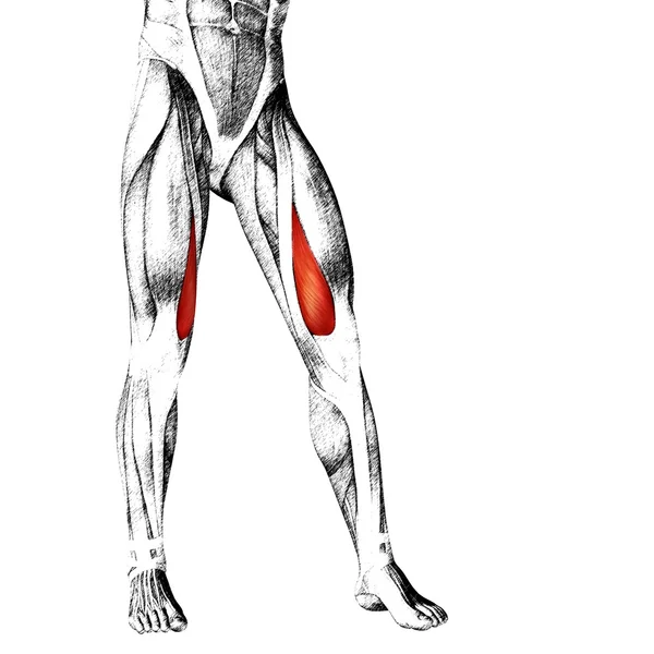 Adductor longus menselijke bovenbenen — Stockfoto