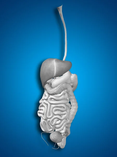 Sistema digestivo umano anatomico — Foto Stock