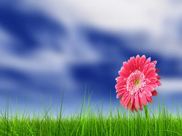 Champ d'herbe et une fleur — Photo