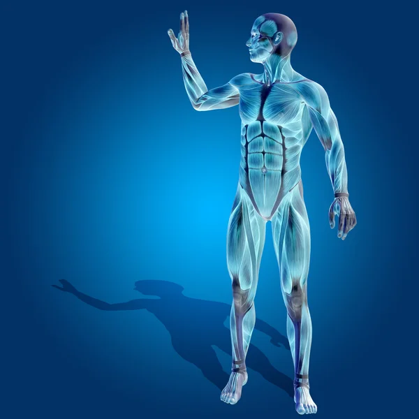 Cuerpo humano fuerte con músculos — Foto de Stock