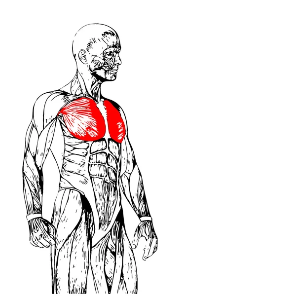 Borst menselijke anatomie — Stockfoto