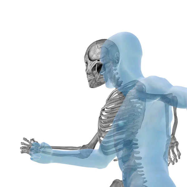 Anatomia humana com ossos — Fotografia de Stock