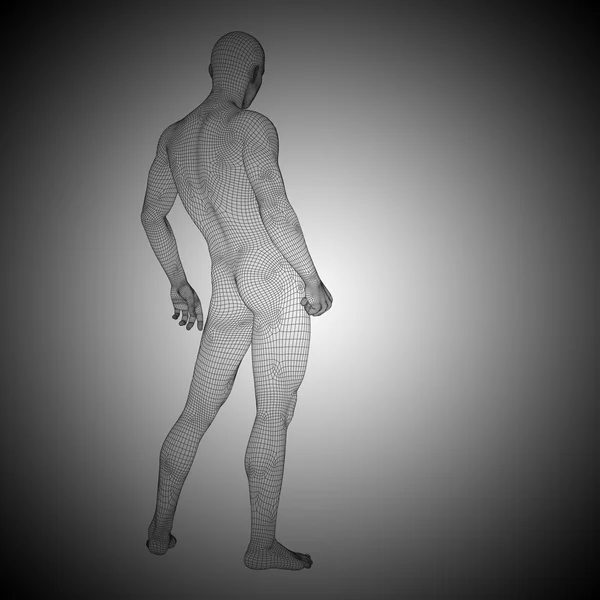 Wireframe male anatomy — Stock Photo, Image