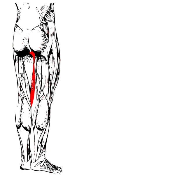 Anatomia conceitual das pernas superiores humanas — Fotografia de Stock