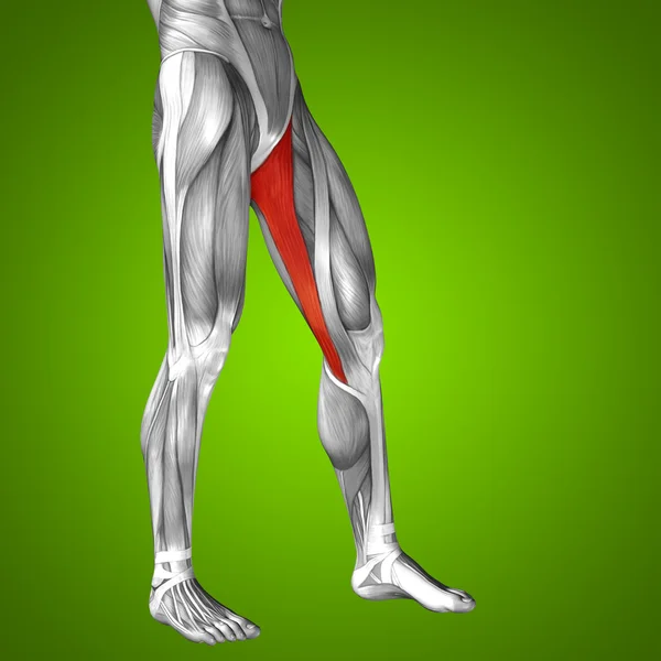 Begreppet gracilis mänskliga övre ben — Stockfoto
