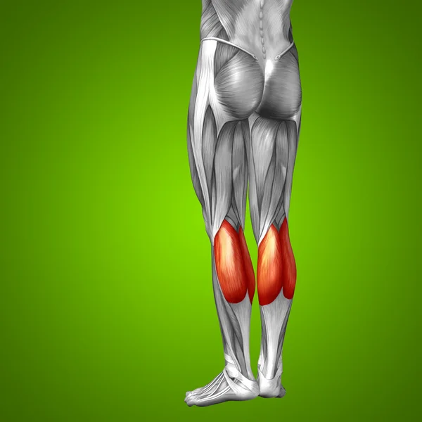 Anatomia das pernas inferiores — Fotografia de Stock