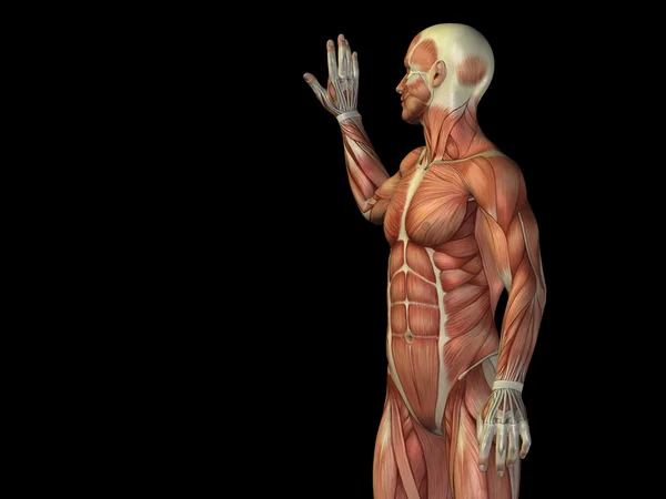 Anatomi tubuh bagian atas dengan otot — Stok Foto