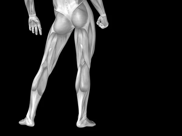 Lower body with muscles — Stock Photo, Image