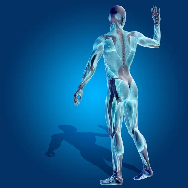Cuerpo humano fuerte con músculos — Foto de Stock