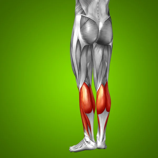 Alt bacaklar anatomisi — Stok fotoğraf