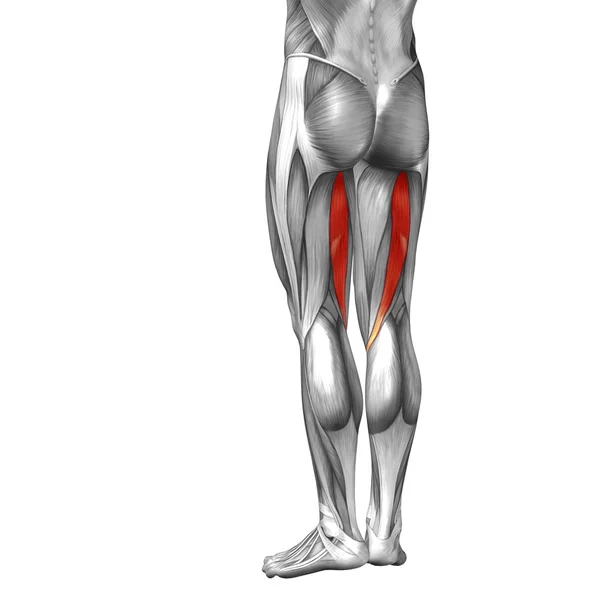 Анатомія ніг і м'язів — стокове фото